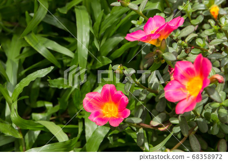 Common Purslane flower Common Purslane flower 68358972
