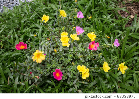 Common Purslane flower Common Purslane flower 68358973