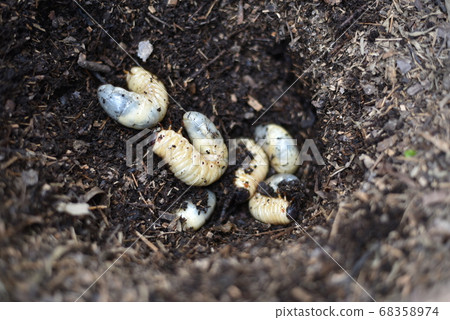 Beetle larva Beetle larva 68358974