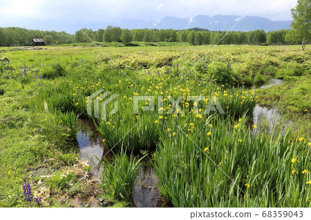 北海道神石hor路初夏十勝三井Kishobu開胃菜 68359043