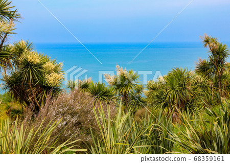 Blooming Cordyline australis trees Blooming Cordyline australis trees 68359161