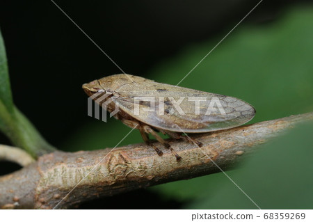 Hoshiawafuki 68359269