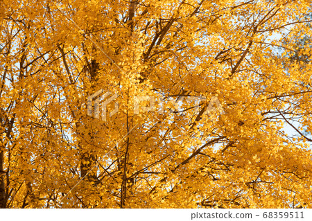 Yellow aspen tree foliage in golden sunlight Yellow aspen tree foliage in golden sunlight 68359511