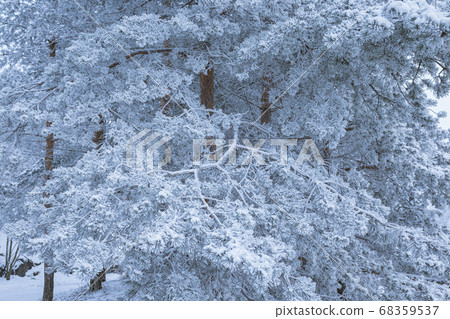 Pine trees covered in frost snow at winter 68359537