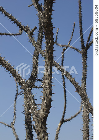 Moth branches Moth branches 68359604