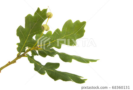 oak leaf isolated oak leaf isolated 68360131