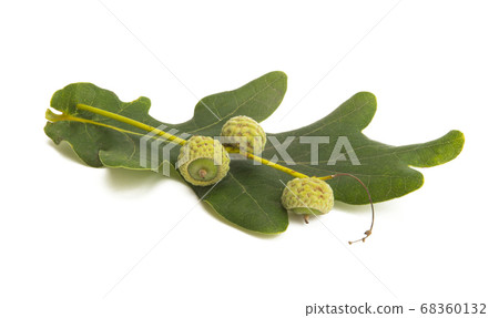 oak leaf isolated 68360132