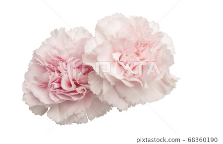 carnation flower isolated 68360190