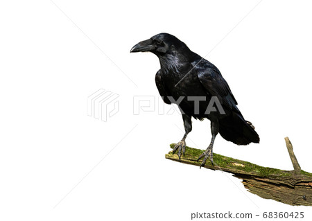 Curious common raven facing camera isolated on white background 68360425