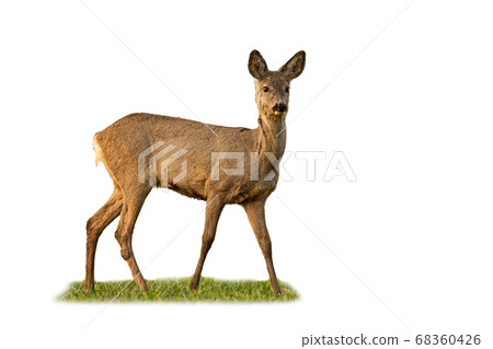 Roe deer doe standing in grass isolated on white background. 68360426