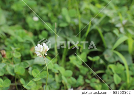 White clover 68360562