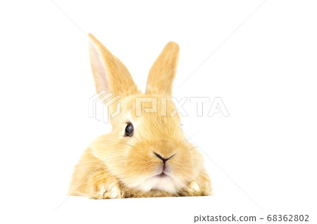 Head of a ginger rabbit on a white background. 68362802