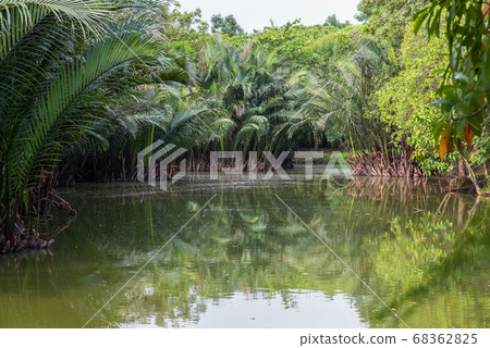 Nipa palms' thickets along a lake in Sri Nakhon Khuean Khan Park and Botanical Garden in Bang Krachao (Kachao), Bangkok, Thailand. 68362825