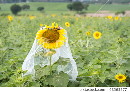 Sunflower in veil of the bride in the field. A concept of a single woman who is in search a fiance or marriage partner 68363277