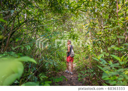 Young man walks along the path through bush and tree thickets in Krabi, Thailand Young man walks along the path through bush and tree thickets in Krabi, Thailand 68363333