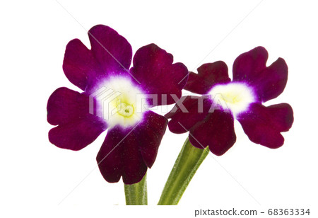 verbena flower isolated verbena flower isolated 68363334