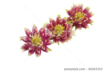 aquilegia flower isolated aquilegia flower isolated 68363354