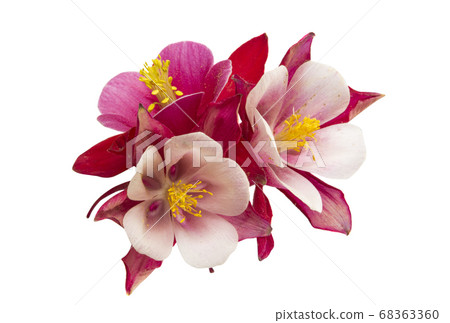 aquilegia flower isolated aquilegia flower isolated 68363360