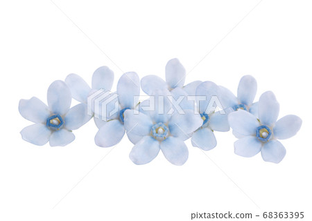 oxypetalum flower isolated oxypetalum flower isolated 68363395