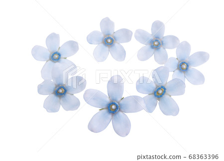 oxypetalum flower isolated oxypetalum flower isolated 68363396