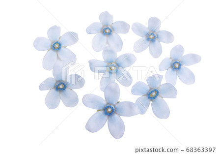 oxypetalum flower isolated oxypetalum flower isolated 68363397