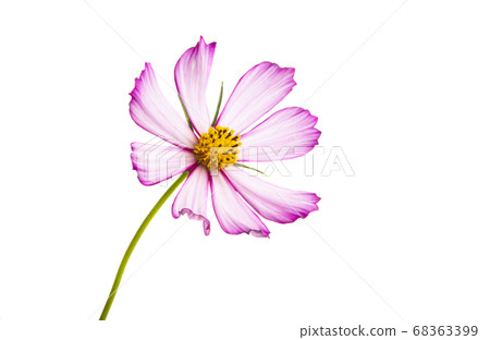 kosmeya flower isolated kosmeya flower isolated 68363399