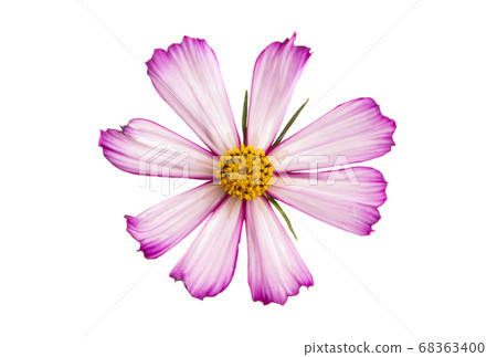 kosmeya flower isolated kosmeya flower isolated 68363400
