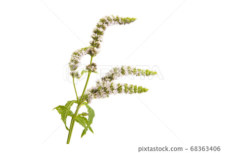 blooming mint isolated blooming mint isolated 68363406