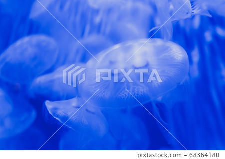 籠子 68364180