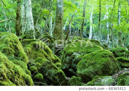 在御手洗谷長廊上射擊 68365811