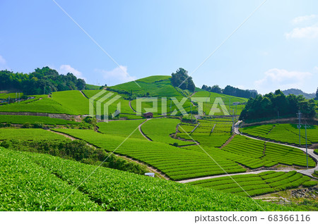 Ishiji Tea Field, Kyoto Prefecture Landscape Asset Registration No. 1 Ishiji Tea Field, Kyoto Prefecture Landscape Asset Registration No. 1 68366116