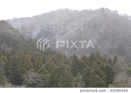 Shugakuin Imperial Villa, foothills of Mt. Hiei, row of pine trees and rural scenery 68366460