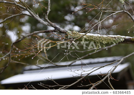 修院院御所下沉宮雪景 68366485