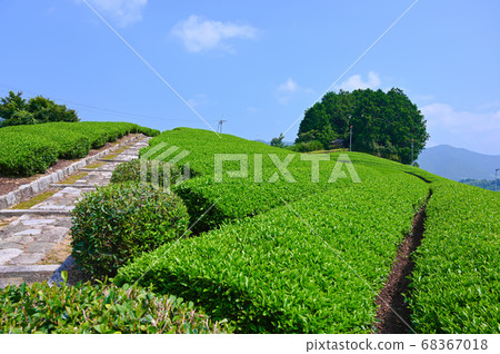 太古山古墓的茶園 太古山古墓的茶園 68367018