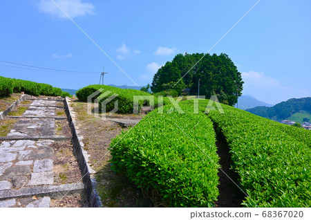 Tea garden of the Taikoyama Tumulus 68367020