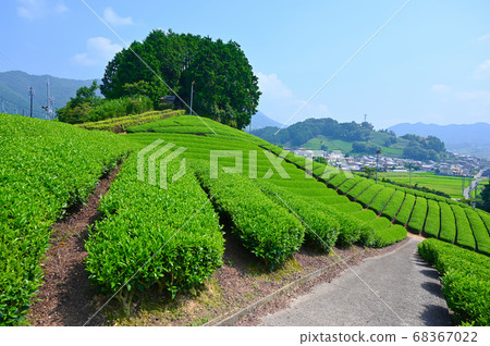 太古山峰峰朝香新陵墓，和鹿茶園 68367022