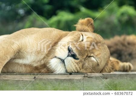 Sleeping face of the lion 68367072