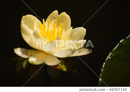 Water lily Water lily 68367148
