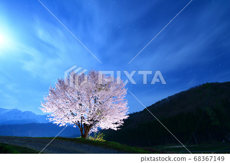 夜櫻(長野櫻)長野縣 夜櫻(長野櫻)長野縣 68367149