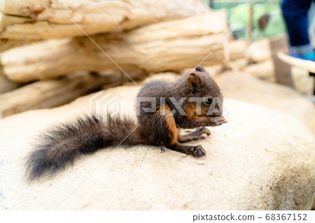A squirrel kid eating food on a log A squirrel kid eating food on a log 68367152