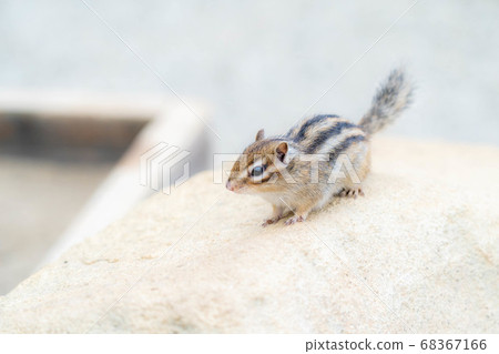 Chipmunk walking on a tree Chipmunk walking on a tree 68367166