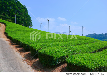Taikoyama Tumulus Wazuka Tea Field Taikoyama Tumulus Wazuka Tea Field 68367167