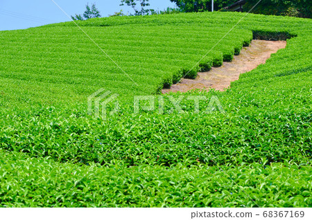 太古山Tu和田茶場 68367169