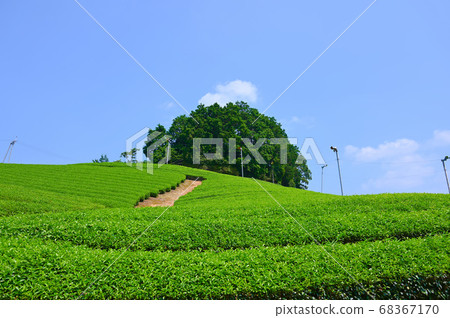 太古山Tu和田茶場 太古山Tu和田茶場 68367170