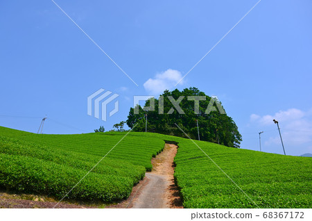 Taikoyama Tumulus Wazuka Tea Field Taikoyama Tumulus Wazuka Tea Field 68367172