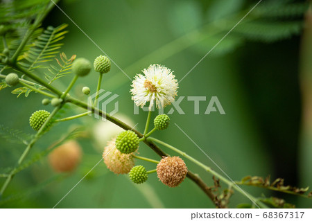 Leucaena leucocephala, Ipil Ipil (the name of the Philippines), Japanese name: Guinem, Gui 68367317