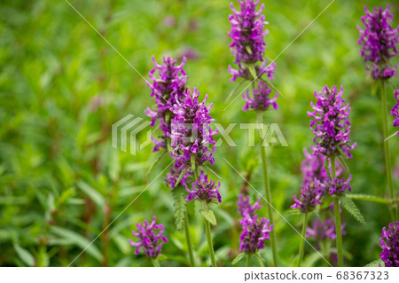 杜鵑(Cuckoo Chologi)(也稱為Betney,Wood Betney等)學名:Stachys officinali 杜鵑(Cuckoo Chologi)(也稱為Betney,Wood Betney等)學名:Stachys officinali 68367323