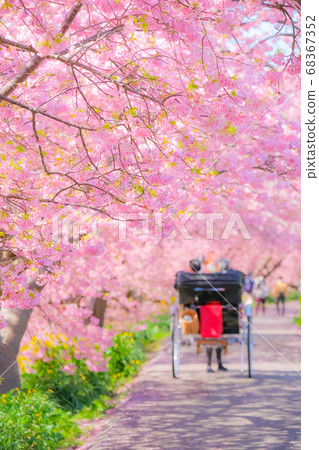 Kawazu Sakura in Shimogamo, Minamiizu-cho (soft focus) Kawazu Sakura in Shimogamo, Minamiizu-cho (soft focus) 68367352