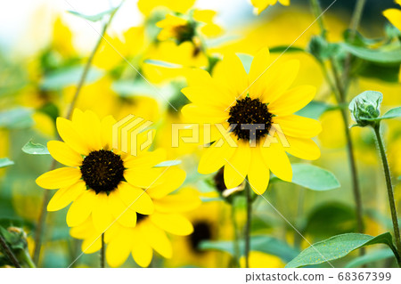 sunflower sunflower 68367399