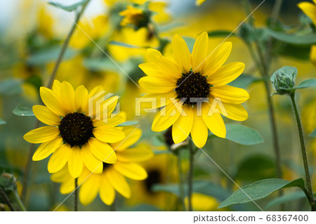 sunflower	 68367400